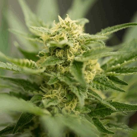 Amnesia Autofloraison (His)
