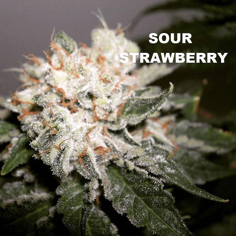 Sour Strawberry