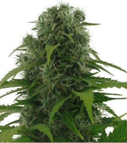 Northern Lights Autofloraison (Zativo)