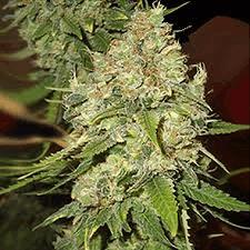 Black Berry OG CBD