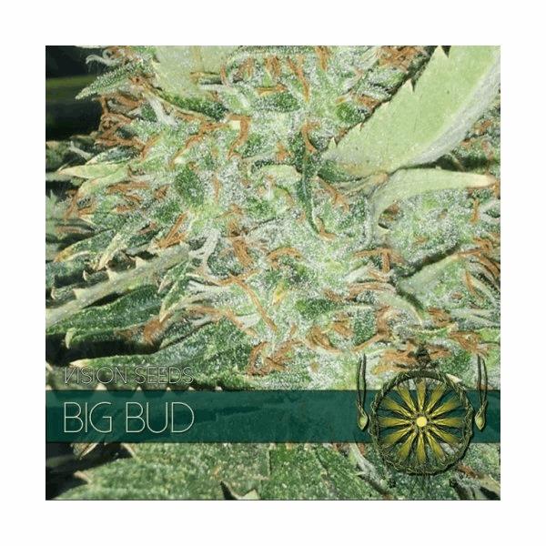 Big Bud (V.S.)