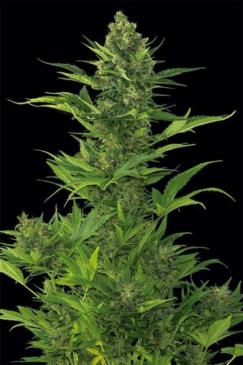 Amnesia XXL Auto