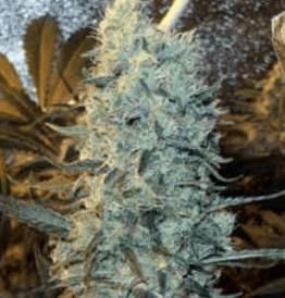 Power Plant(Spliff Seeds)