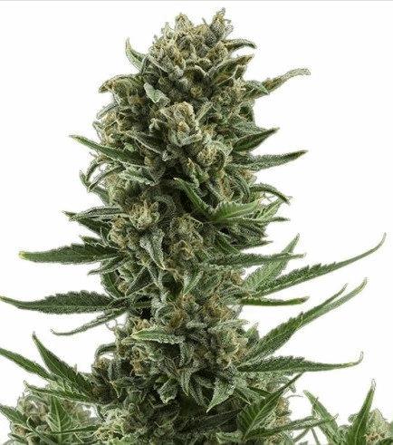 White Widow Autofloraison (Zativo)