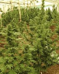 DNA/Reserva Connoisseurs Mix