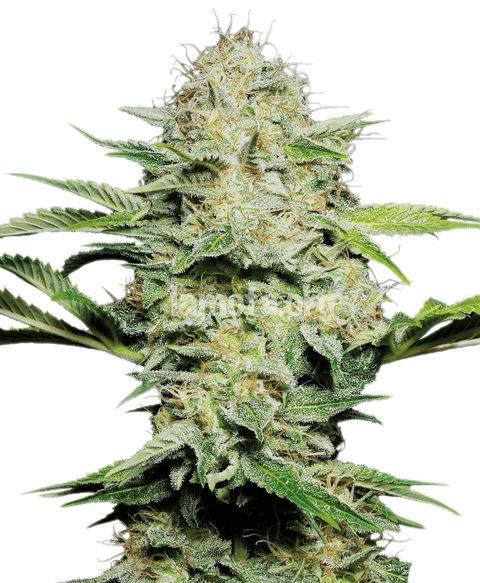 Sensi Skunk Automatic