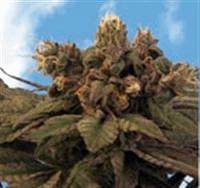 Blueberry Bud