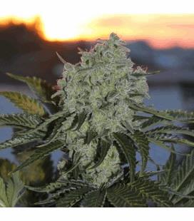 Nacho's Bud (BCN)