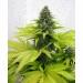 Somango Feminised Seeds