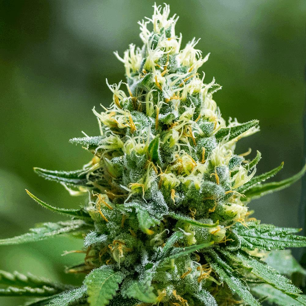 Green Avenger