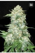 Og Kush (BSB)