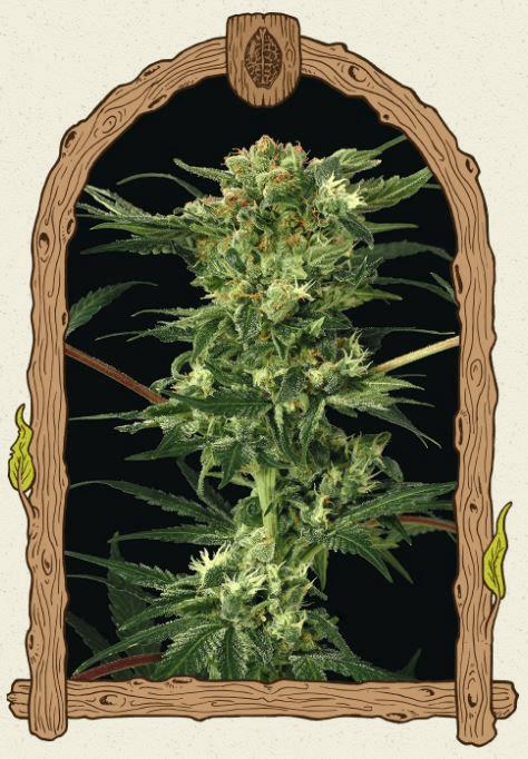 DEVIL KUSH