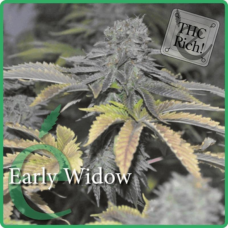 Early Widow (ES)