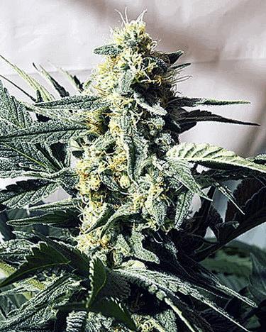 G13 x Widow