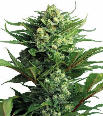 Diesel Autofloraison (Zativo)