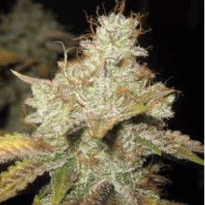 Master Kush(Spliff Seeds)