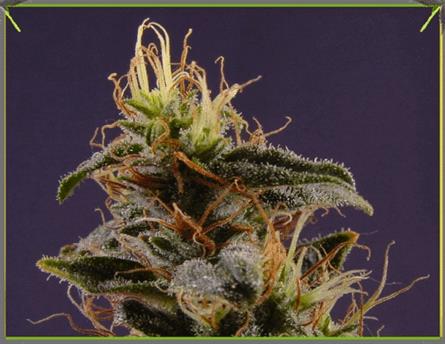 NYC Diesel