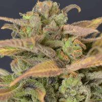 Auto Critical (cbd s)