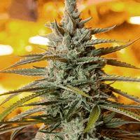 Northern Light Auto (Bd-Sb)