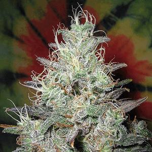 Northern berry