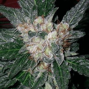 Violator Kush