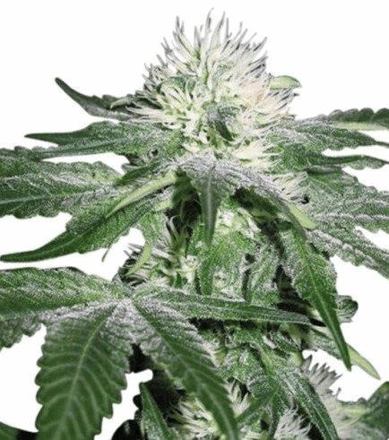 Hash Ultimate (Zativo)