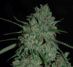 Afghani Skunk (Kulu)