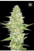 Pure Power Plant (BSB)