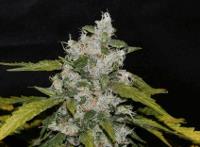 Sweet Chunk S1