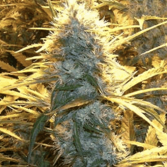 Medical Kush