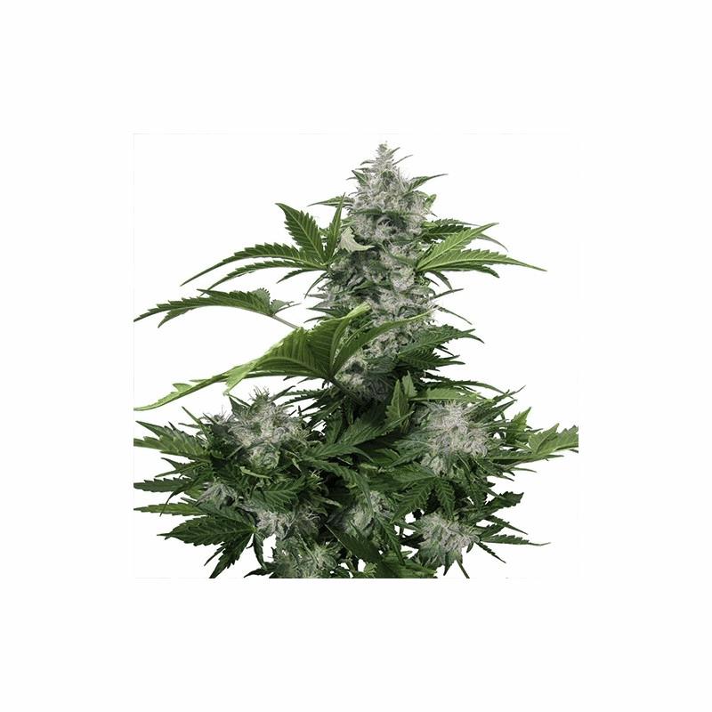 White Dwarf Auto