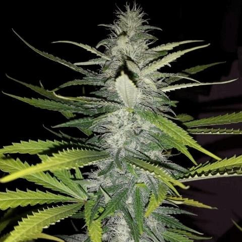 Pineapple Kush (ACSB)