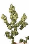 Ultra Skunk