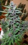 Durban / Ciskei x Pakistan Citral Kush