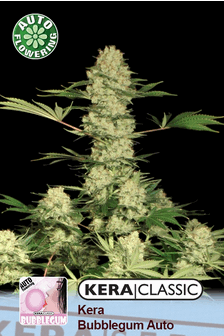 Kera Bubblegum AUTO