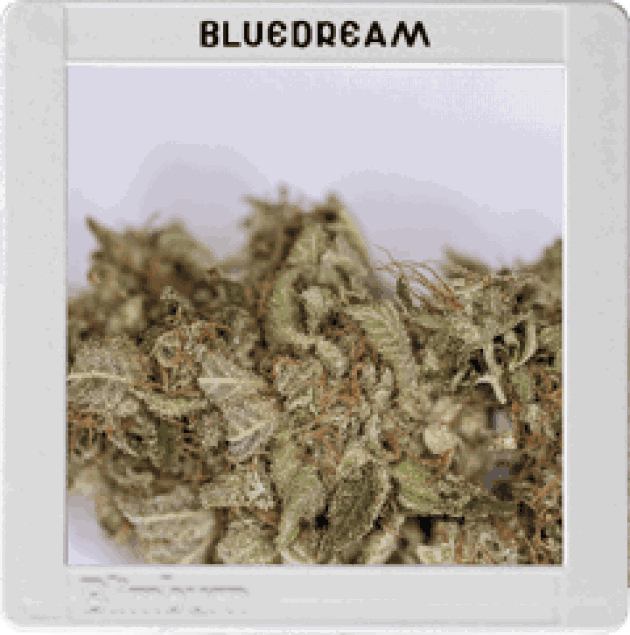 Blue Dream (BBS)