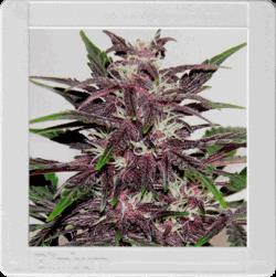 Grizzly Purple Kush