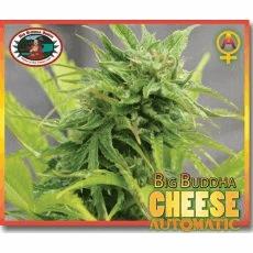 Big Buddha Cheese Automatic