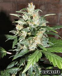 Auto AK47 x Auto Blueberry