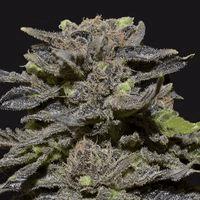 Magma (cbd s)