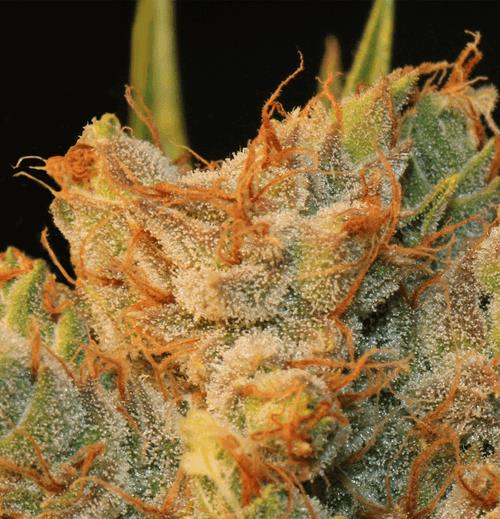 MK Ultra Kush x Bubble
