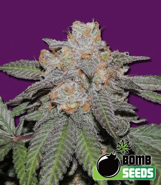 Cherry Bomb Auto