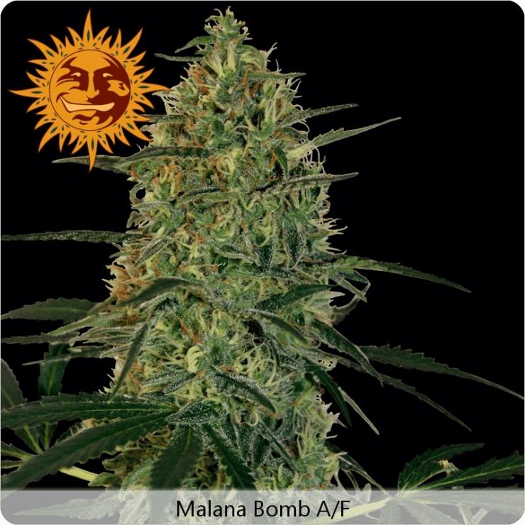 Malana Bomb Auto