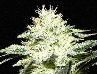 White Widow (QS)