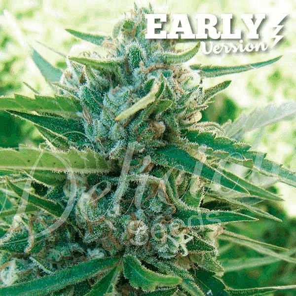 Sugar Black Rose Early