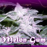 Melon Gum