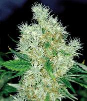 Flower Power Plant
