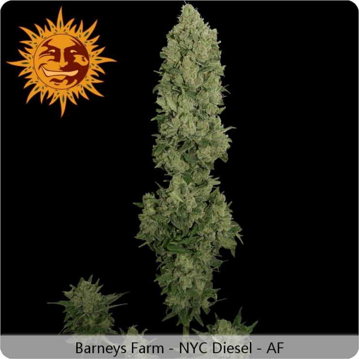 NYC Diesel Auto