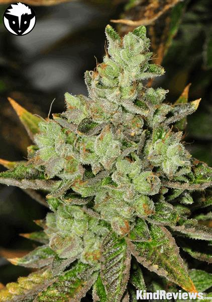 Venom OG