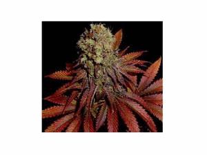Rock Bud